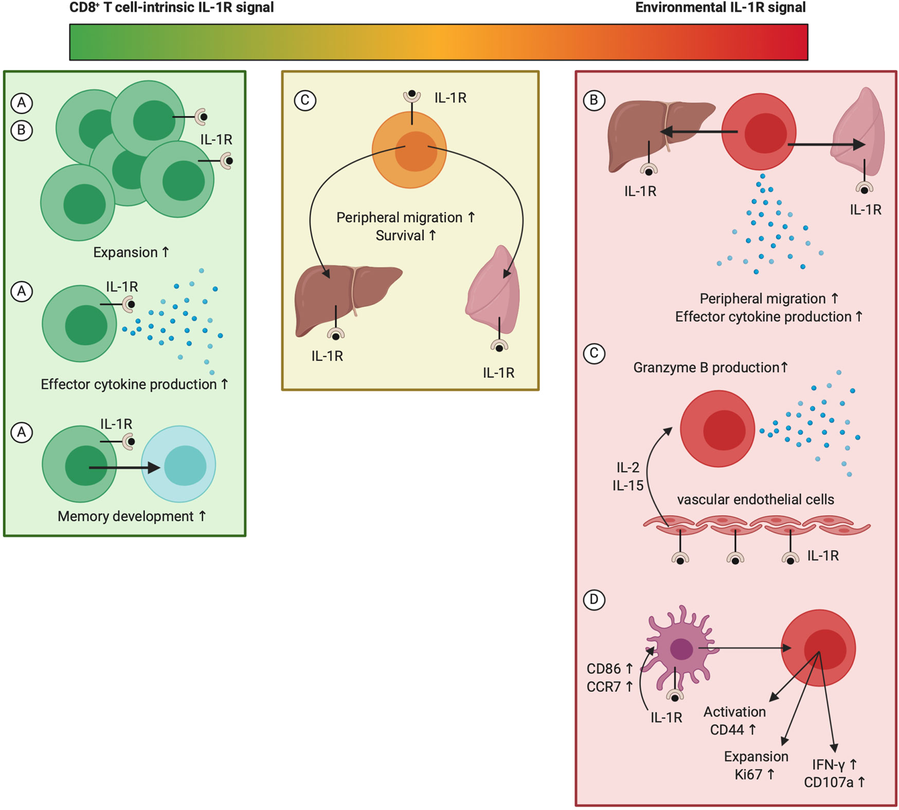 Interaction of IL-38 and DSTN in HEK293T cells. Association of IL-38