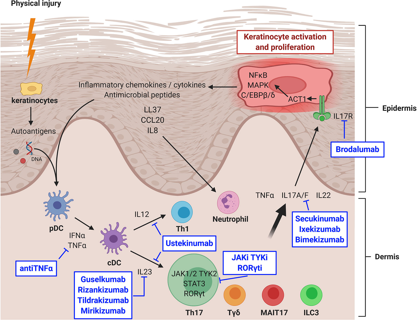 Frontiers Major Role Of The Il1723 Axis In Psoriasis Supports The