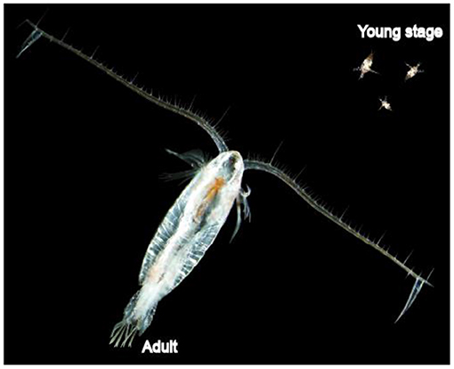 Figure 2 - Copepod (Calanus finmarchicus) in the adult and young stages.