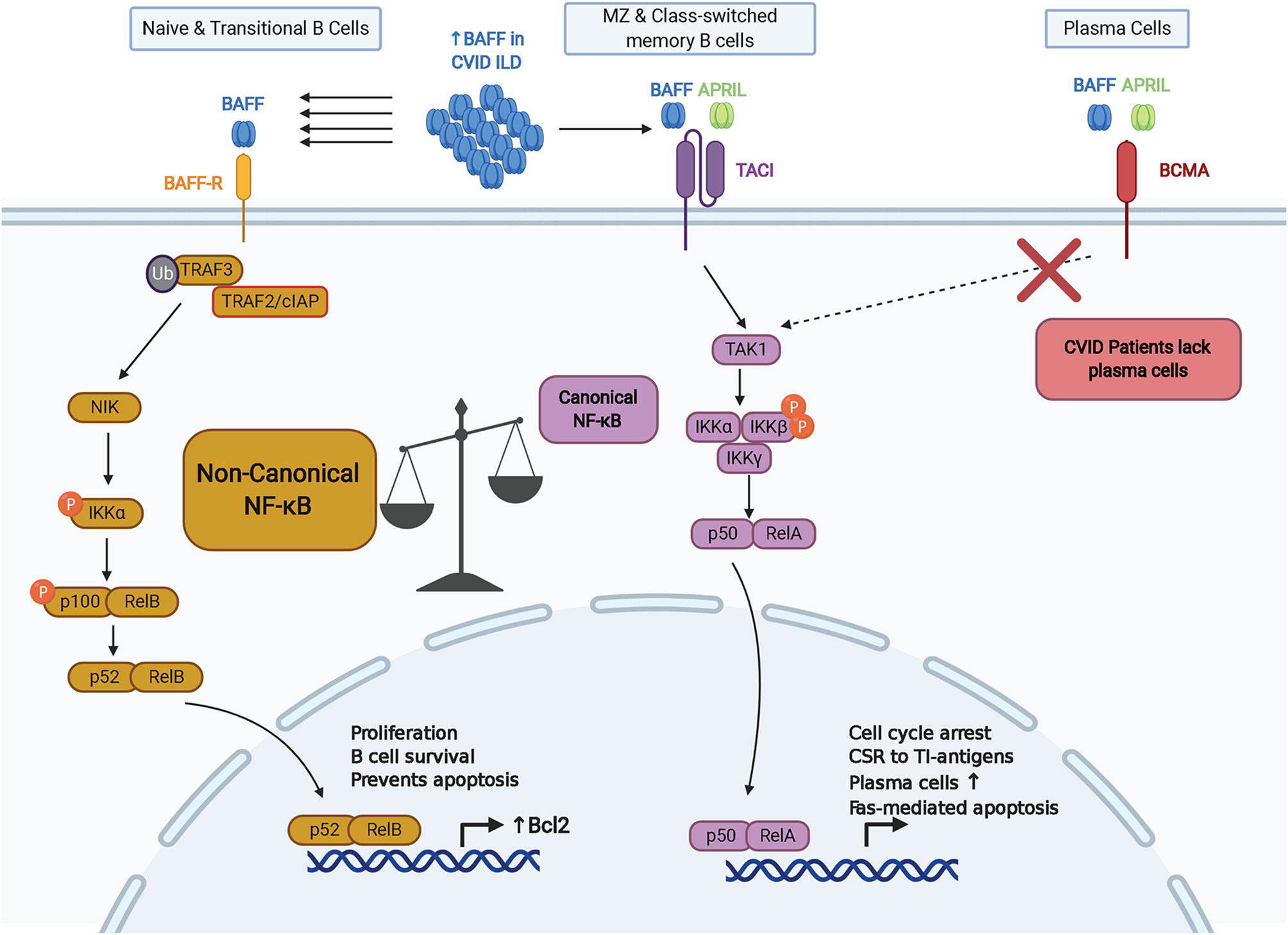 Nfkb2 deficiency and its impact on plasma cells and immunoglobulin