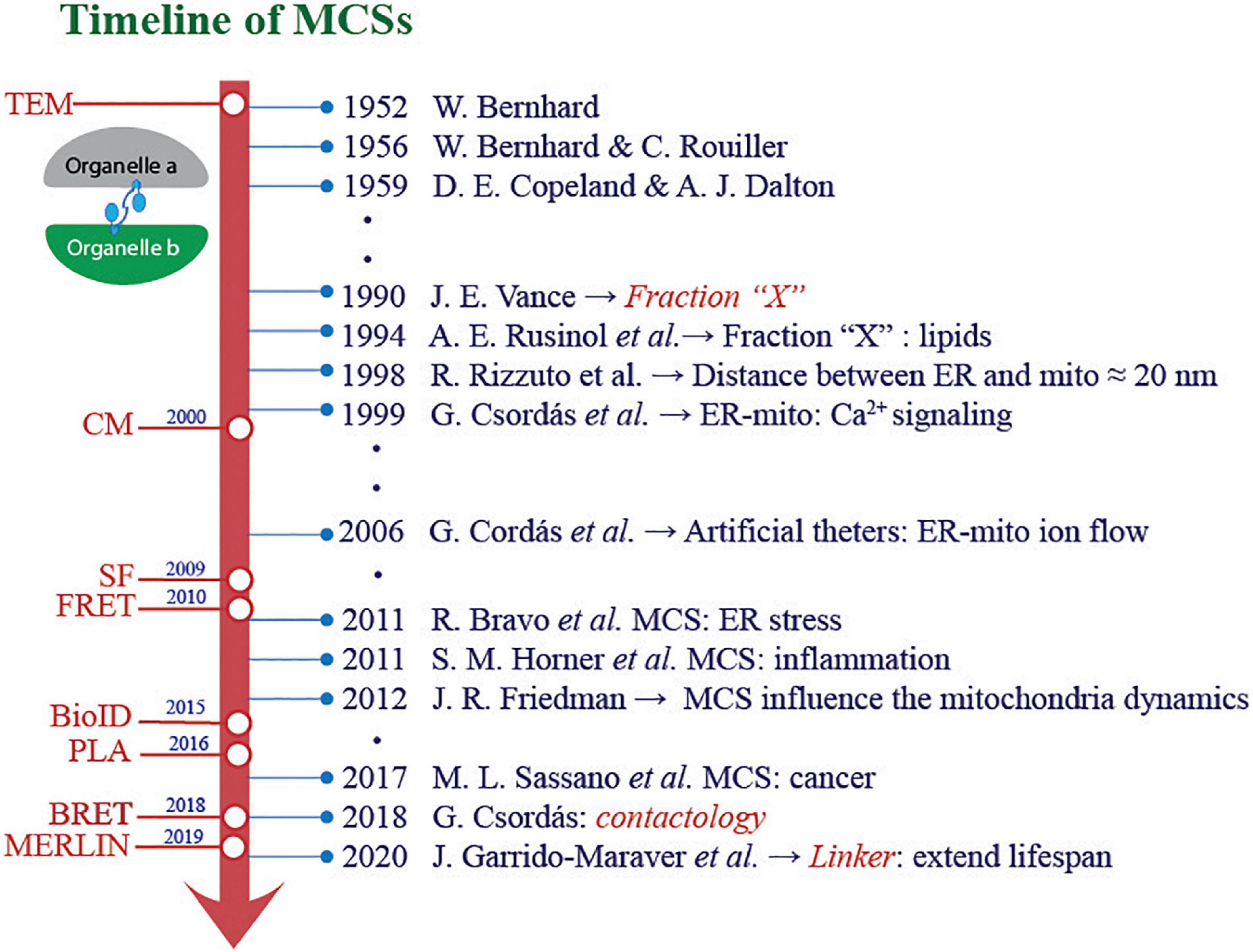 Frontiers Relevance Of Membrane Contact Sites In Cancer Progression Cell And Developmental Biology