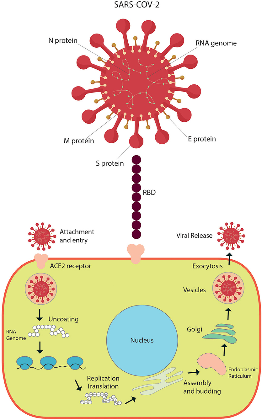 Frontiers | COVID-19 in Children: Respiratory Involvement and Some ...