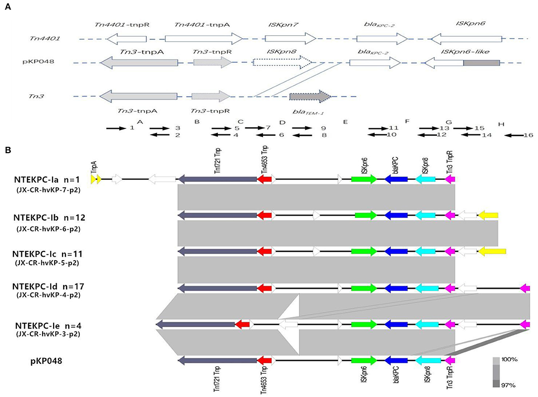 Frontiers | Prevalence of the NTEKPC-I on IncF Plasmids Among ...