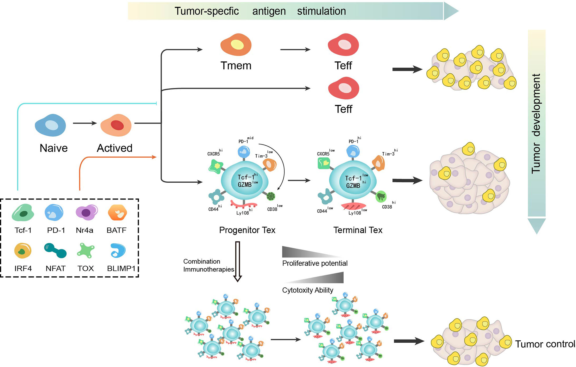 Frontiers Exhausted CD8+T Cells in the Tumor Immune Microenvironment: New Pathways to Therapy | Immunology