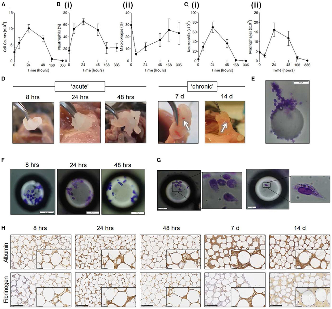 Frontiers  Foreign Body Reaction to Implanted Biomaterials and Its Impact  in Nerve Neuroprosthetics