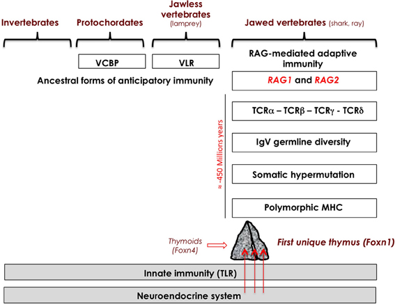 netspot neuroendocrine