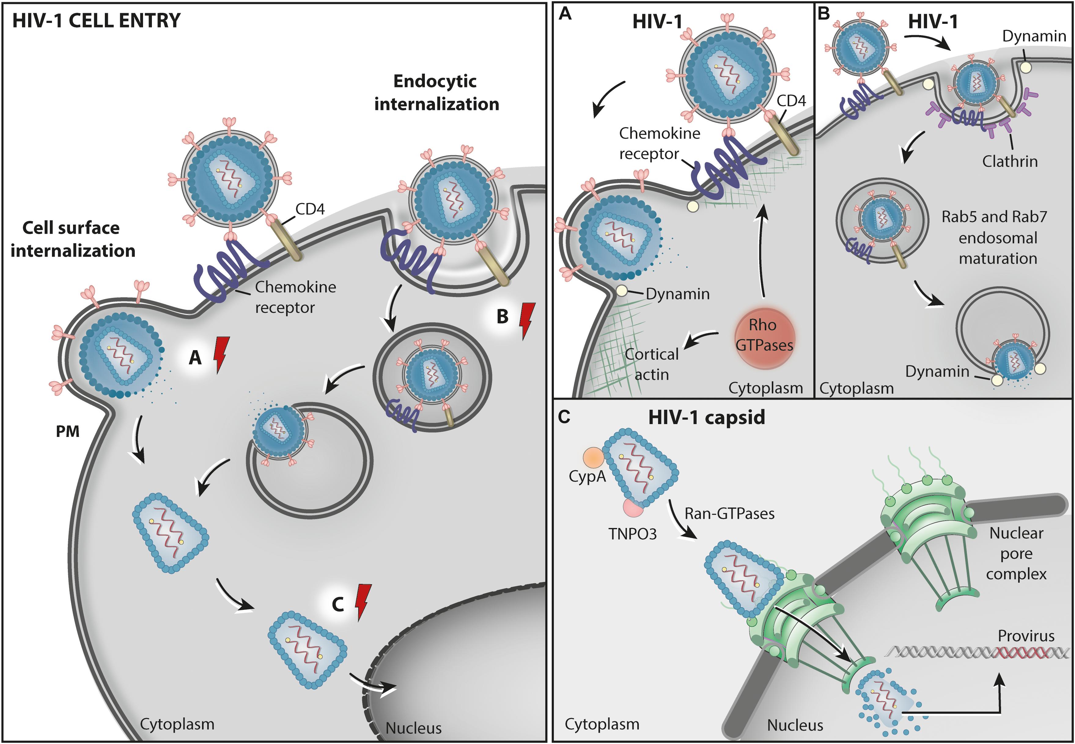 Schematic diagram (not to scale) of the SIV genomic RNA. The leader of