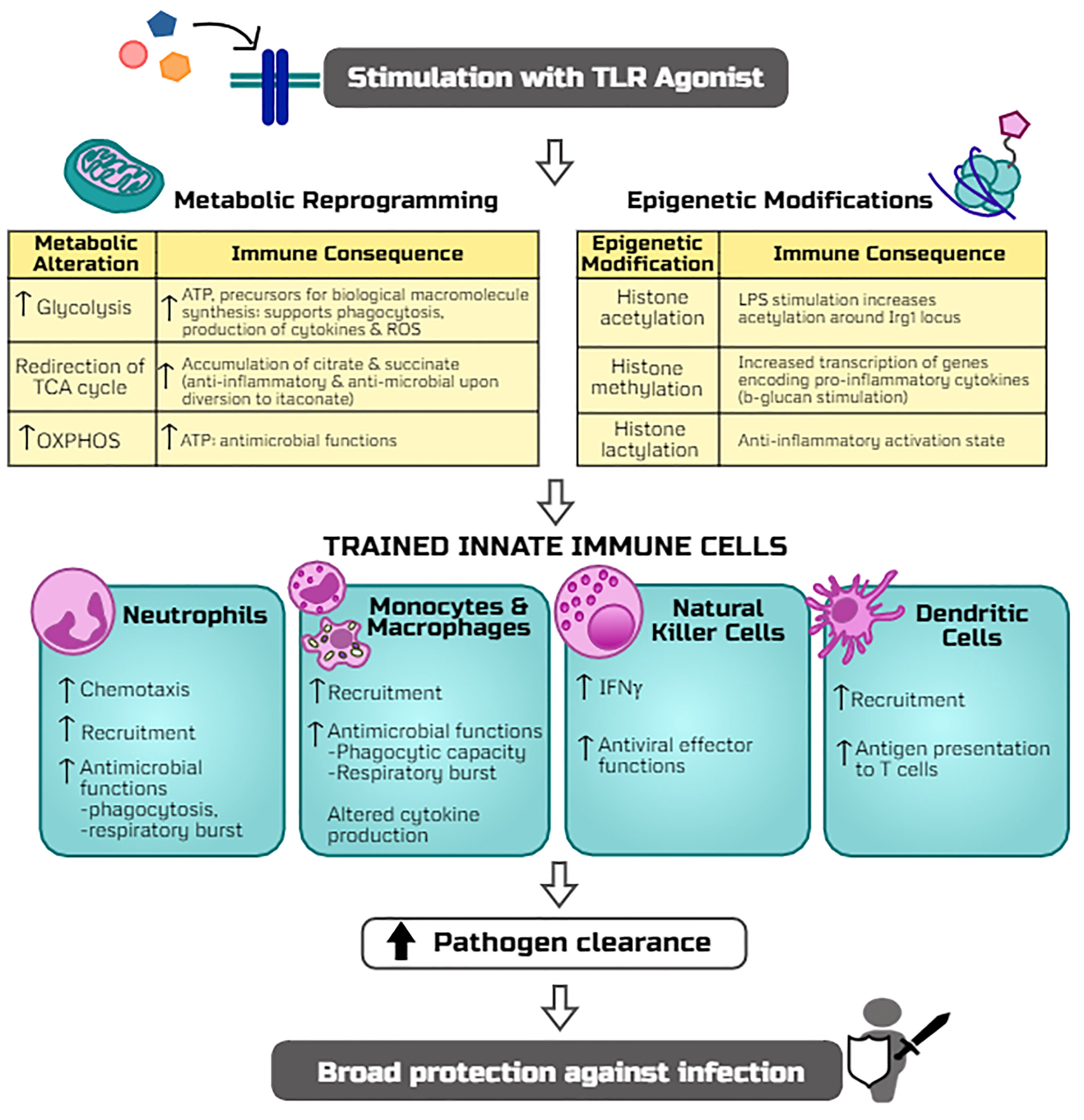 Frontiers Tlr Agonists As Mediators Of Trained Immunity Mechanistic