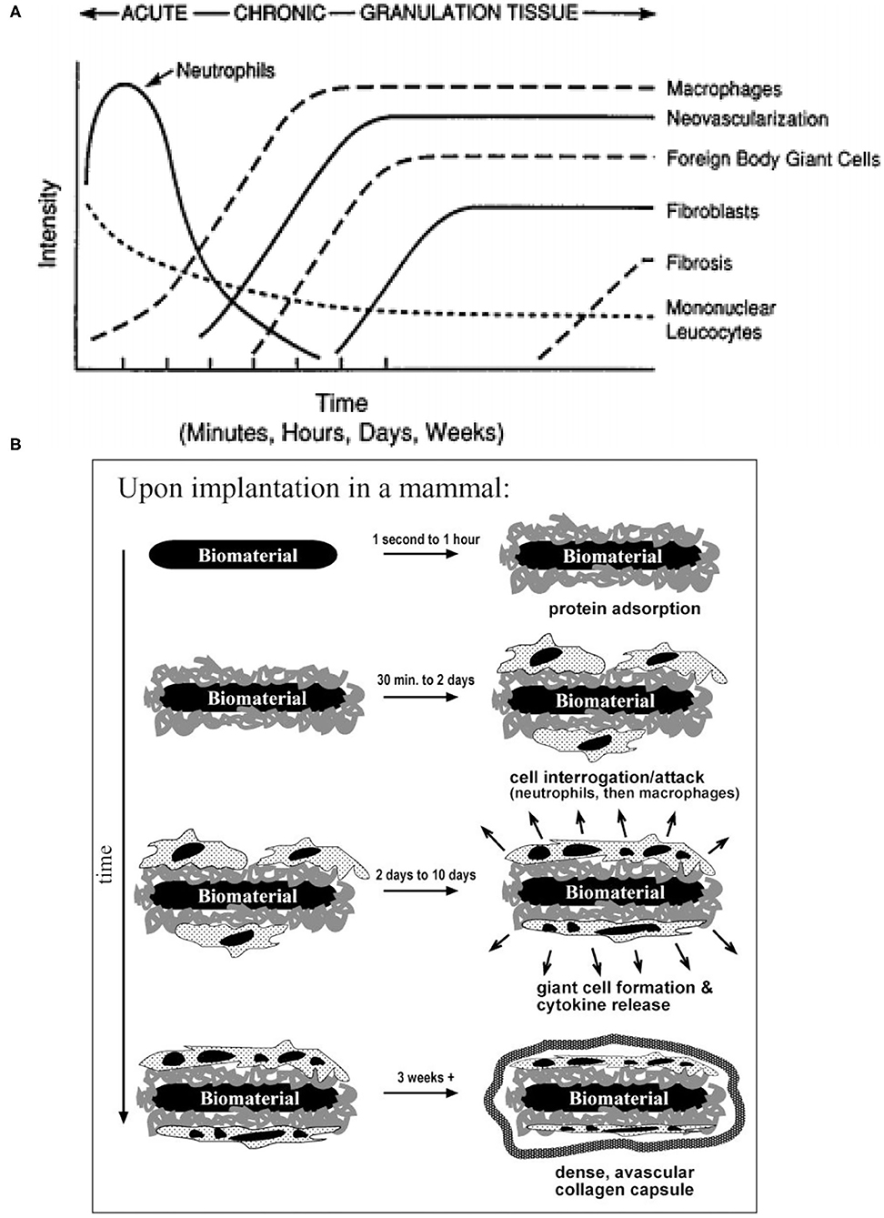 Frontiers  Foreign Body Reaction to Implanted Biomaterials and