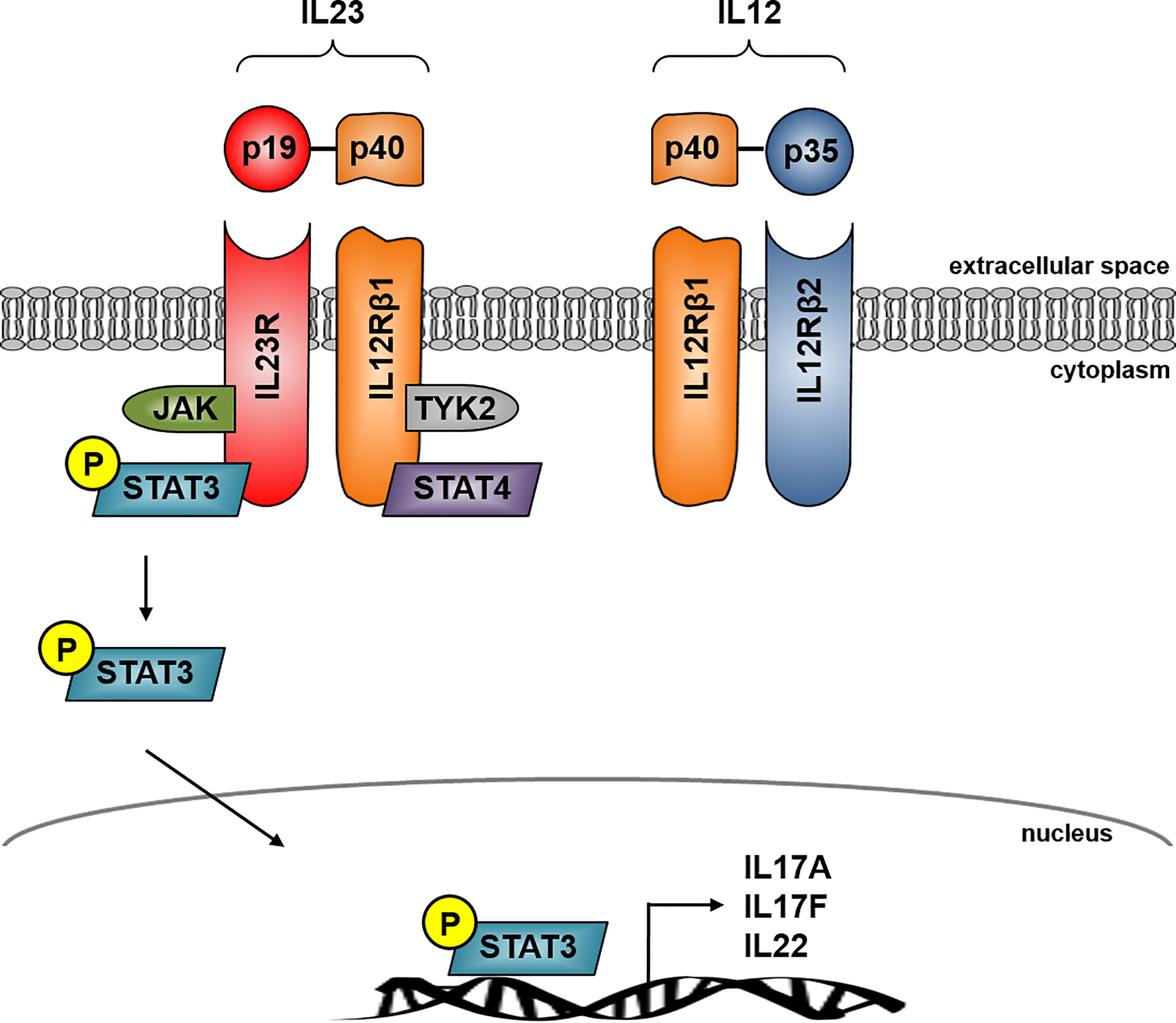 Frontiers Role Of The Il23 Il17 Pathway In Crohn S Disease Immunology