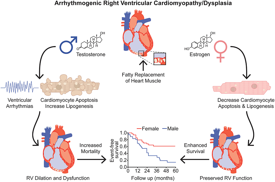 Frontiers Sex Differences In Right Ventricular Dysfunction Insights Free Download Nude Photo 