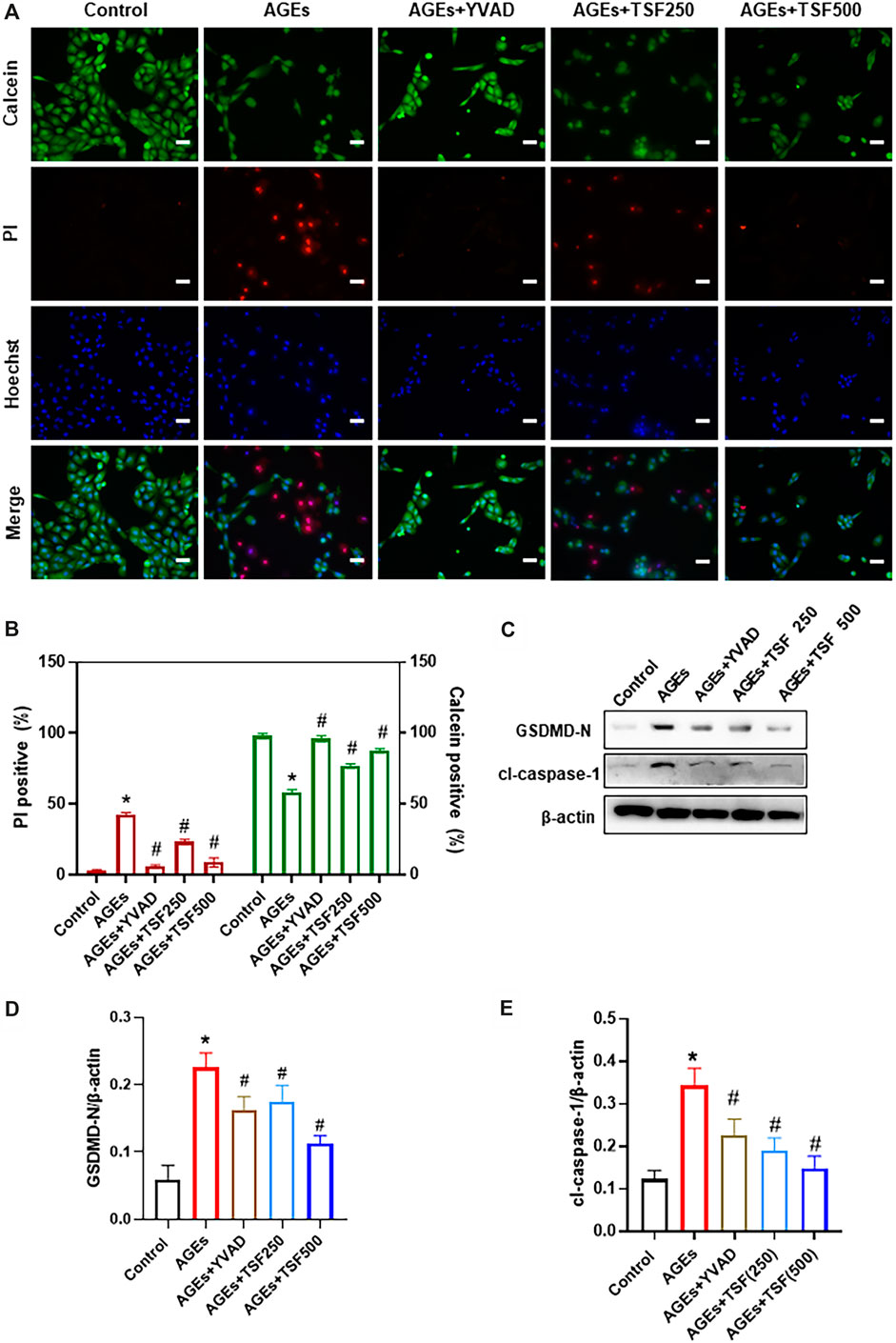 Frontiers | Tangshen Formula Attenuates Diabetic Kidney Injury by ...