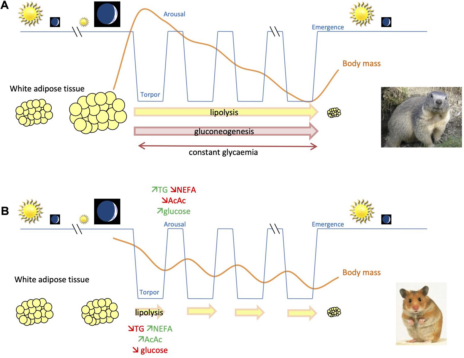 Frontiers The Torpid State Recent Advances In Metabolic Adaptations And Protective Mechanisms Physiology