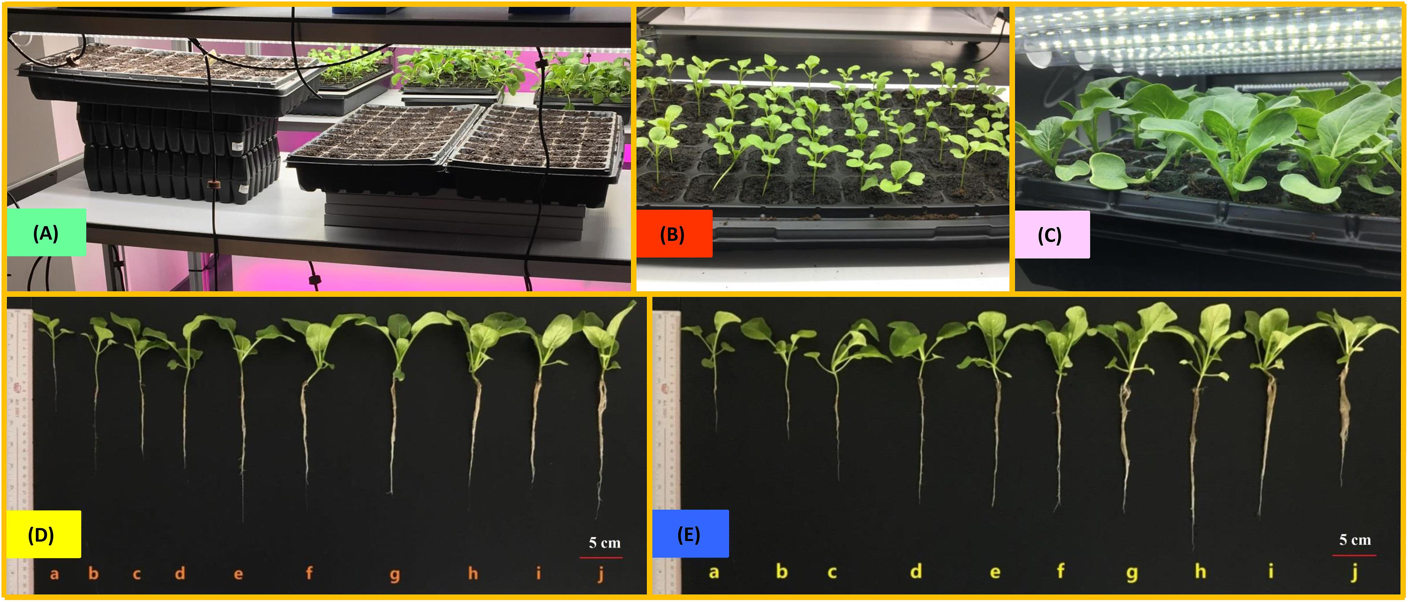 Frontiers Light Time Biomass Response Model For Predicting The Growth Of Choy Sum Brassica Rapa Var Parachinensis In Soil Based Led Constructed Indoor Plant Factory For Efficient Seedling Production Plant Science