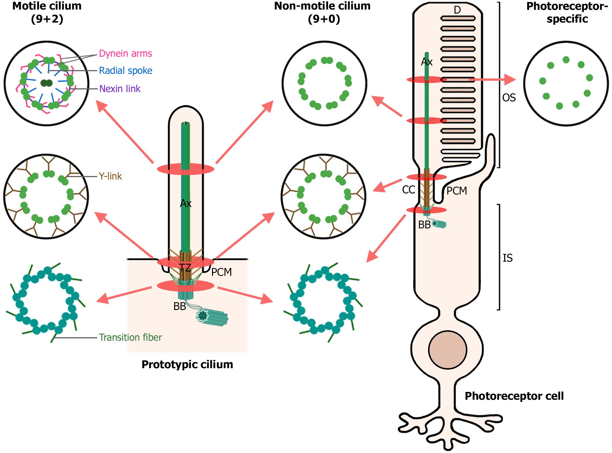 Frontiers On The Wrong Track Alterations Of Ciliary Transport In Inherited Retinal Dystrophies Cell And Developmental Biology