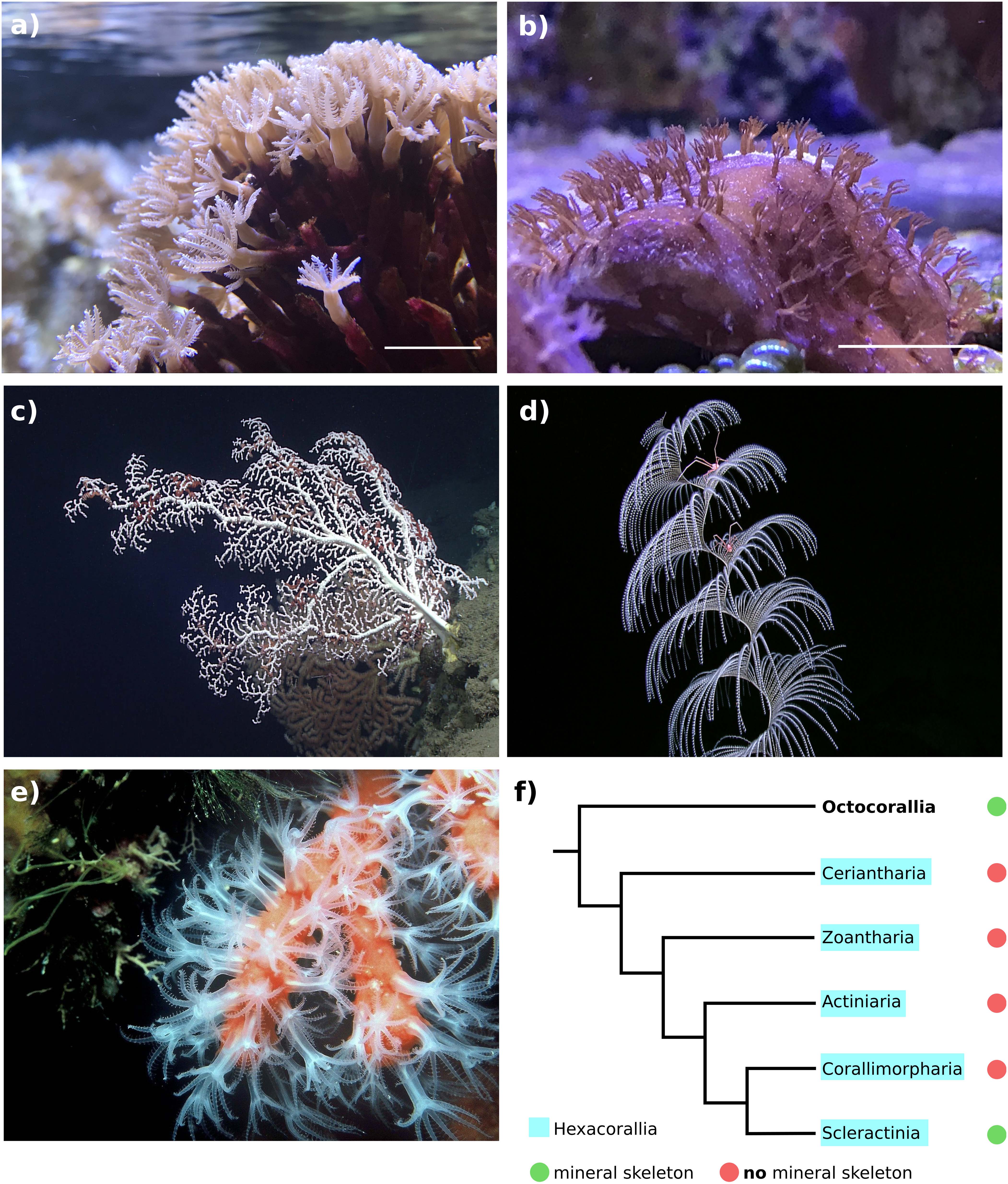 Artificial Coral Sponge Blue / Purple L, Artificial Corals