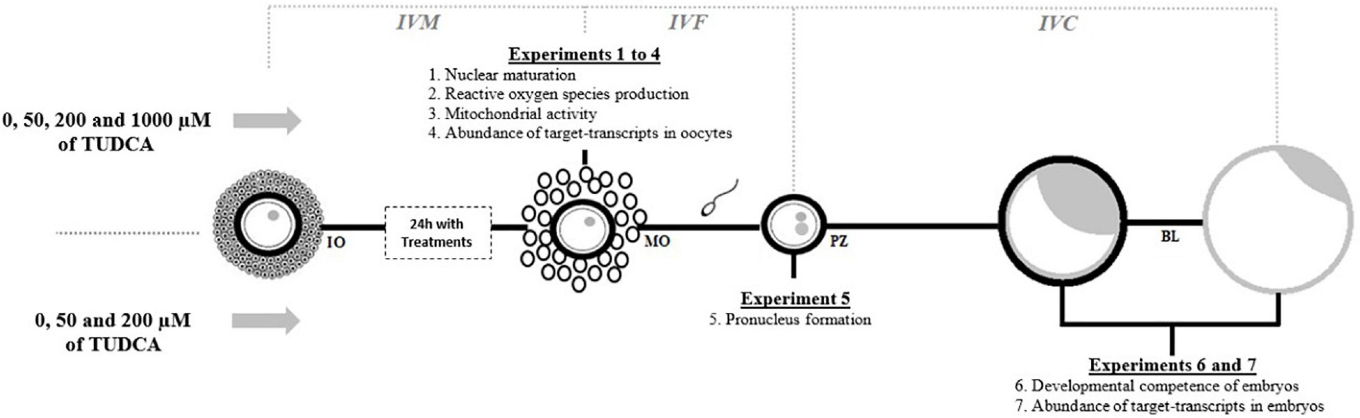 Frontiers Treatment Of In Vitro Matured Bovine Oocytes With Tauroursodeoxycholic Acid Modulates The Oxidative Stress Signaling Pathway Cell And Developmental Biology