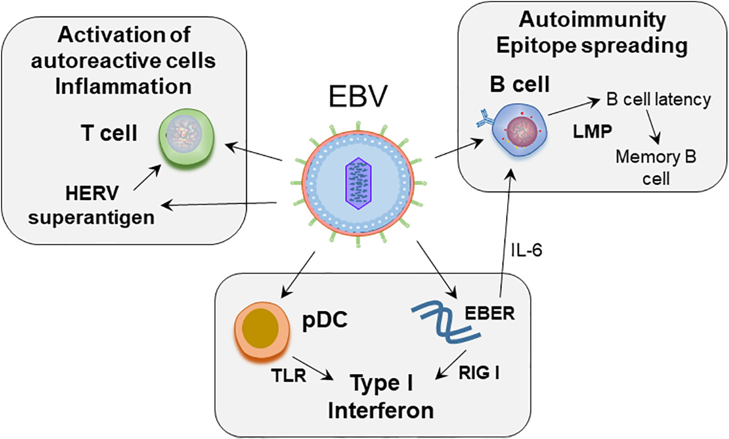 ebv