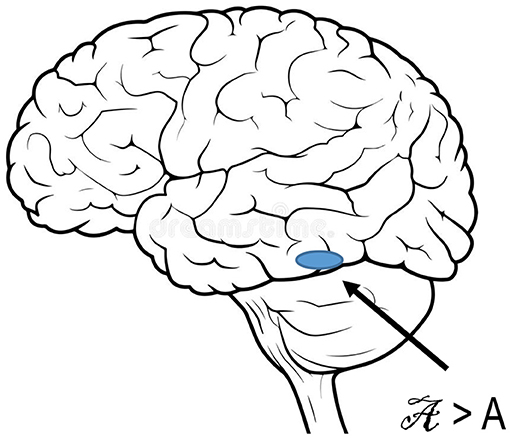 Figure 3 - The region of the brain in 5 year-old children that responds more to handwritten letters than typed letters.