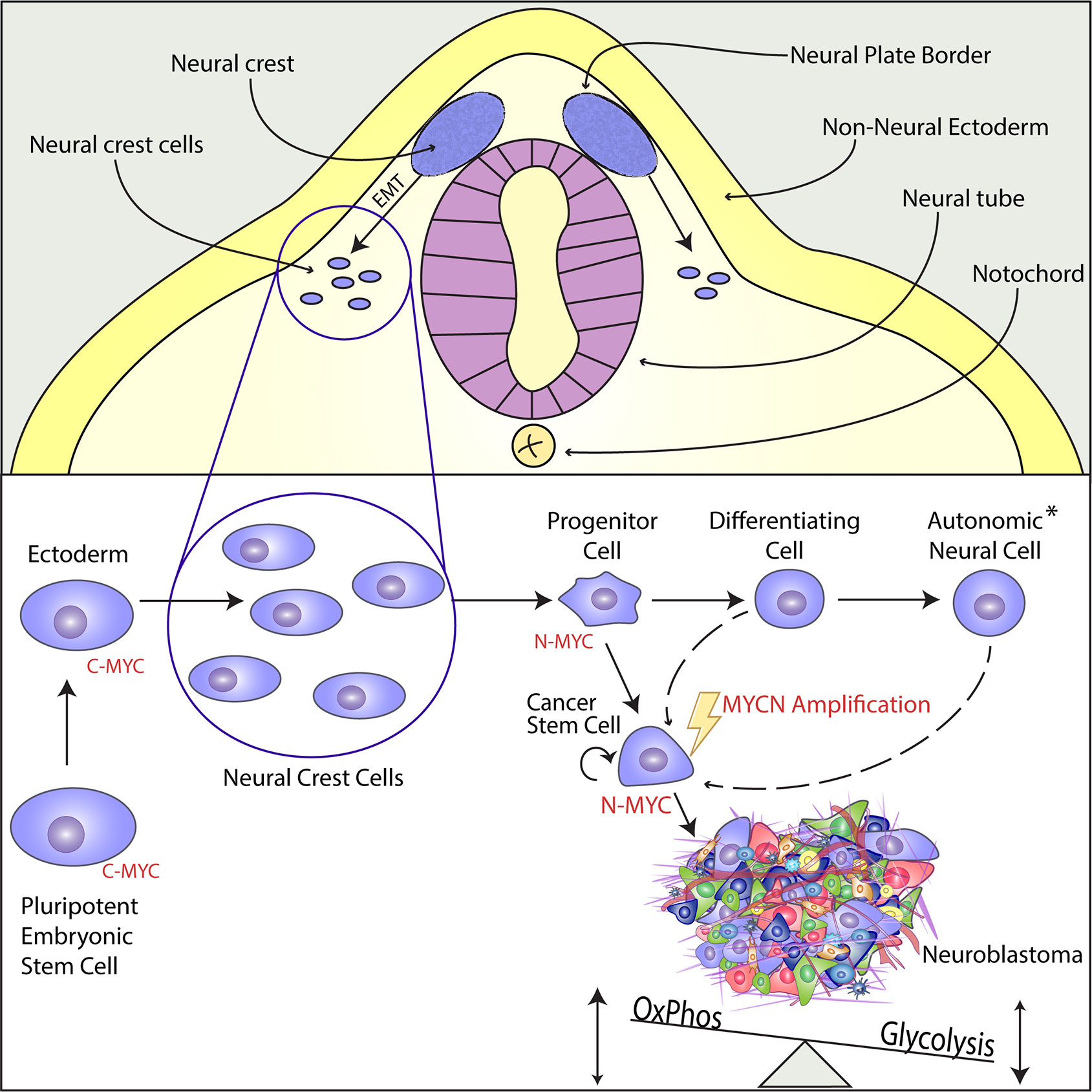 An ALYREF-MYCN coactivator complex drives neuroblastoma tumorigenesis  through effects on USP3 and MYCN stability