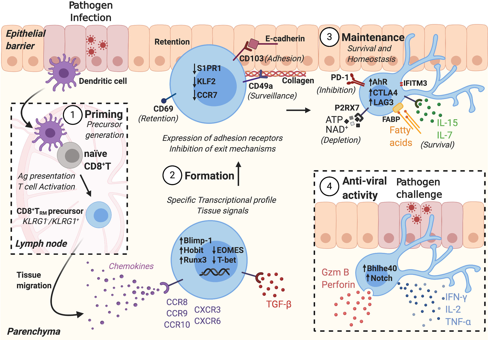 Antigen presentation by lung epithelial cells directs CD4+ TRM cell  function and regulates barrier immunity