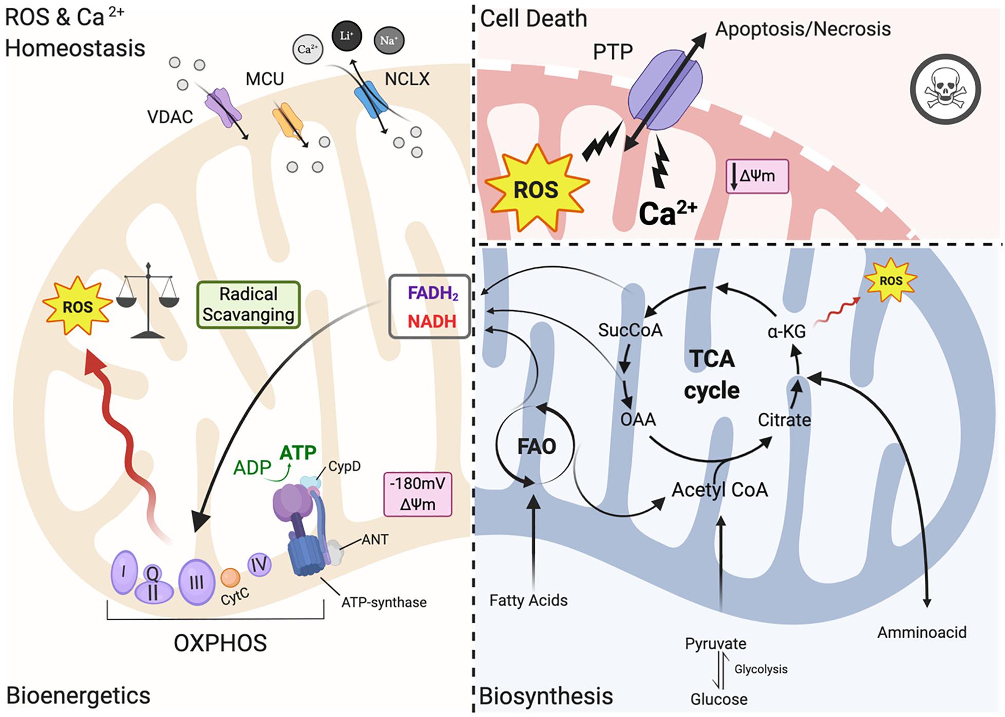 Frontiers Mitochondrial Function And Dysfunction In Dilated Cardiomyopathy Cell And Developmental Biology