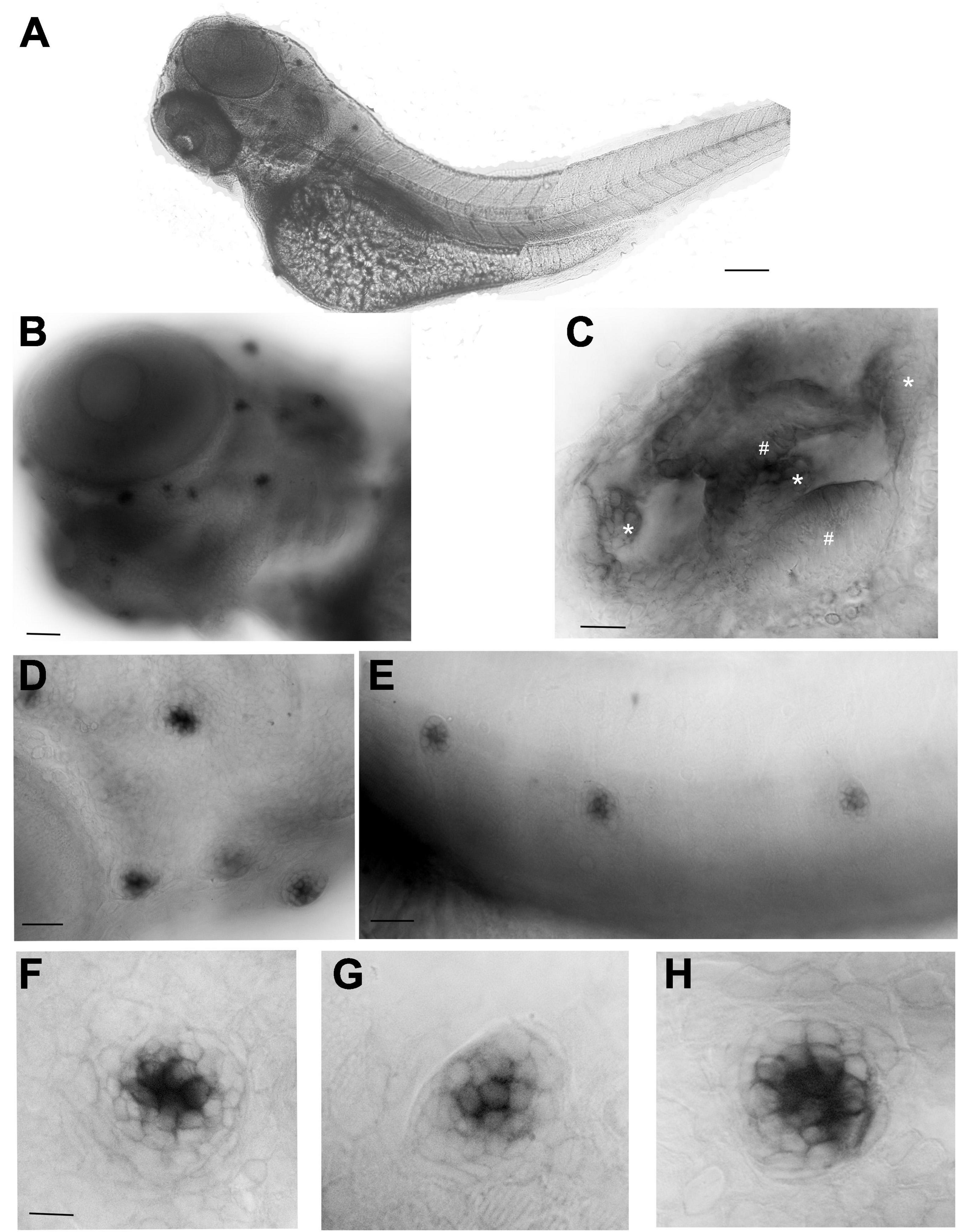 Frontiers Cnr2 Is Important For Ribbon Synapse Maturation And Function In Hair Cells And Photoreceptors