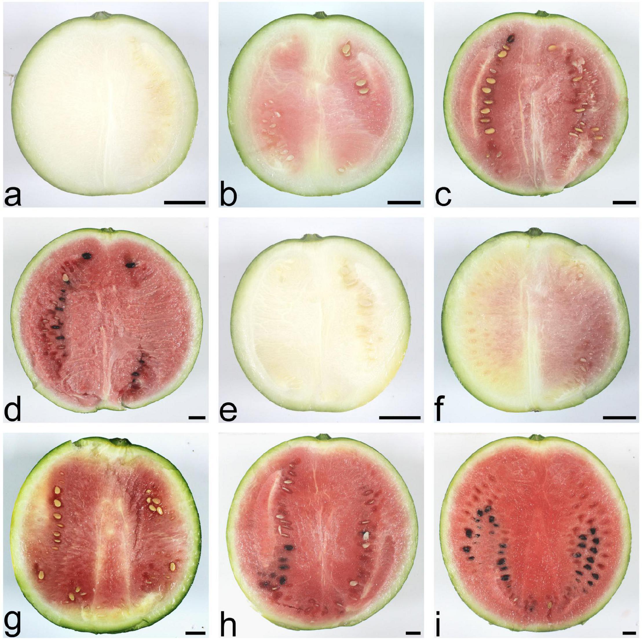 watermelon growing process