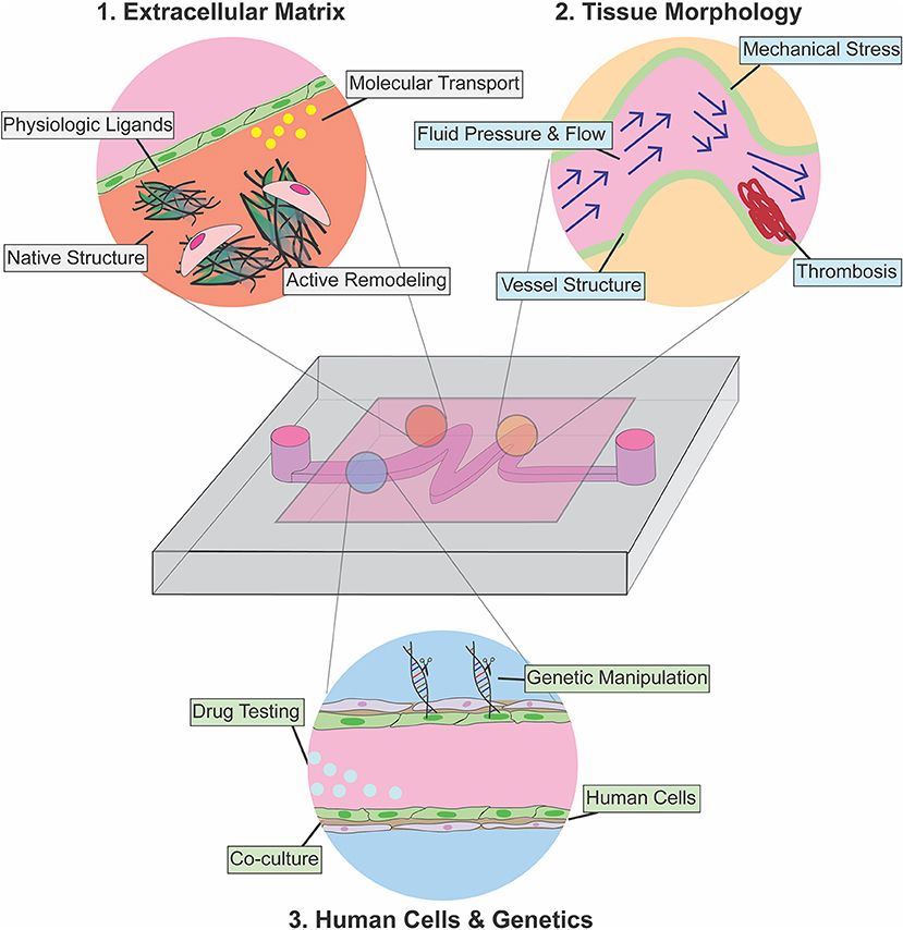 Frontiers  Engineering Breast Cancer On-chip—Moving Toward