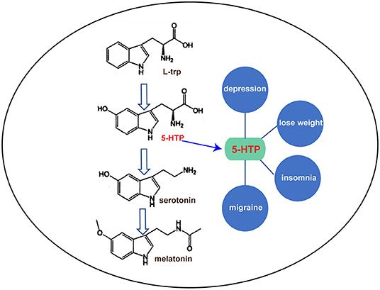 Frontiers | Advances in the Microbial Synthesis of 5-Hydroxytryptophan