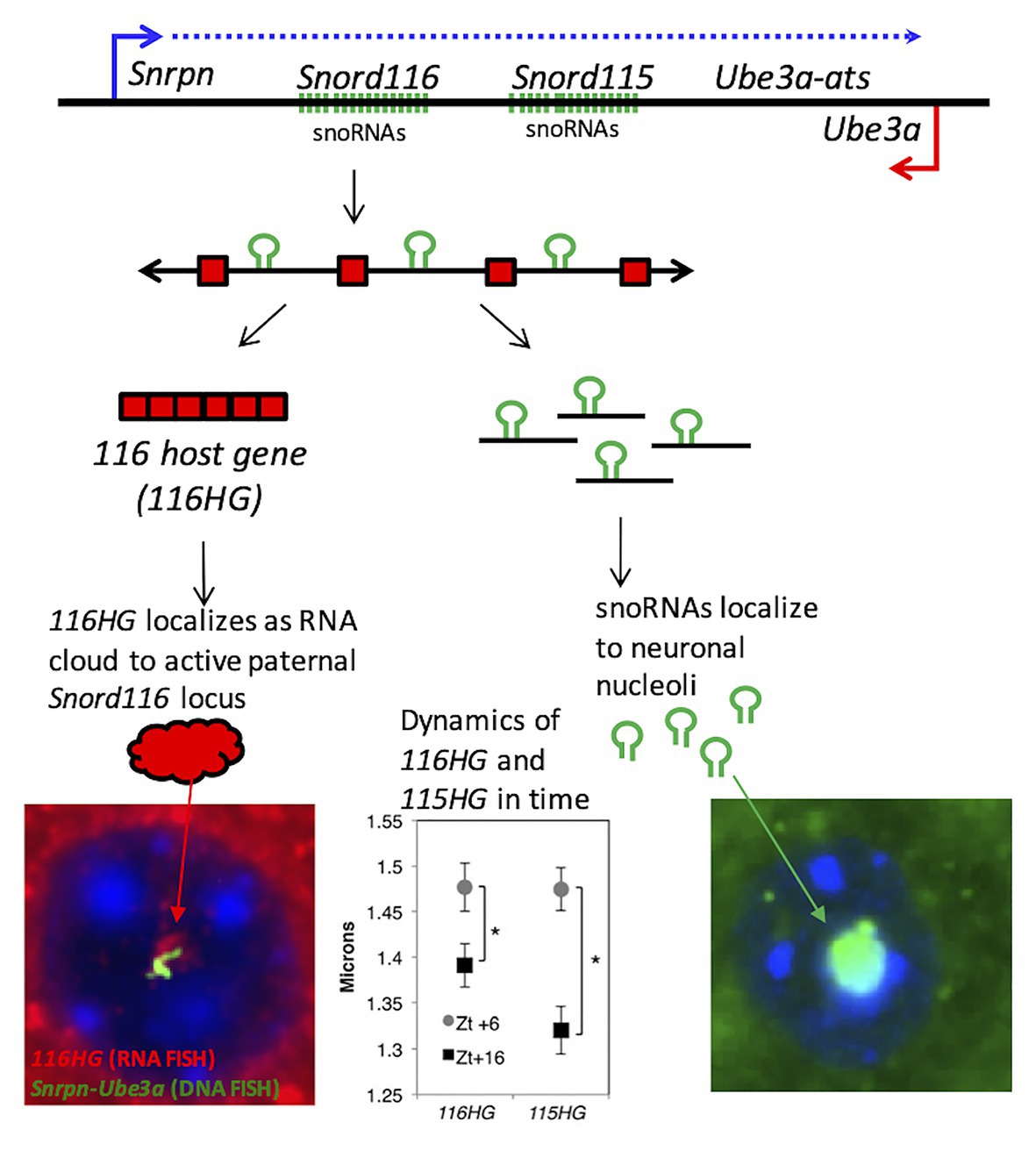 PDF) Hypothalamic loss of Snord116 recapitulates the hyperphagia