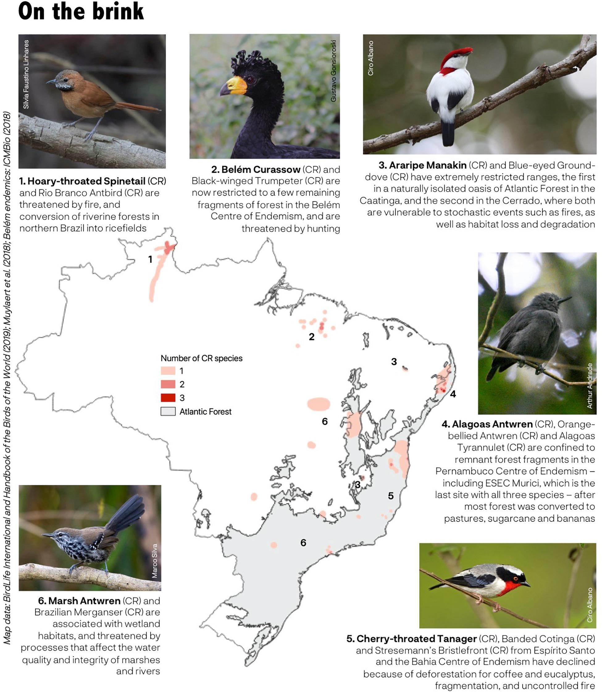 Frontiers | Bird Extinctions in Brazil's Atlantic Forest and How They Can  Be Prevented