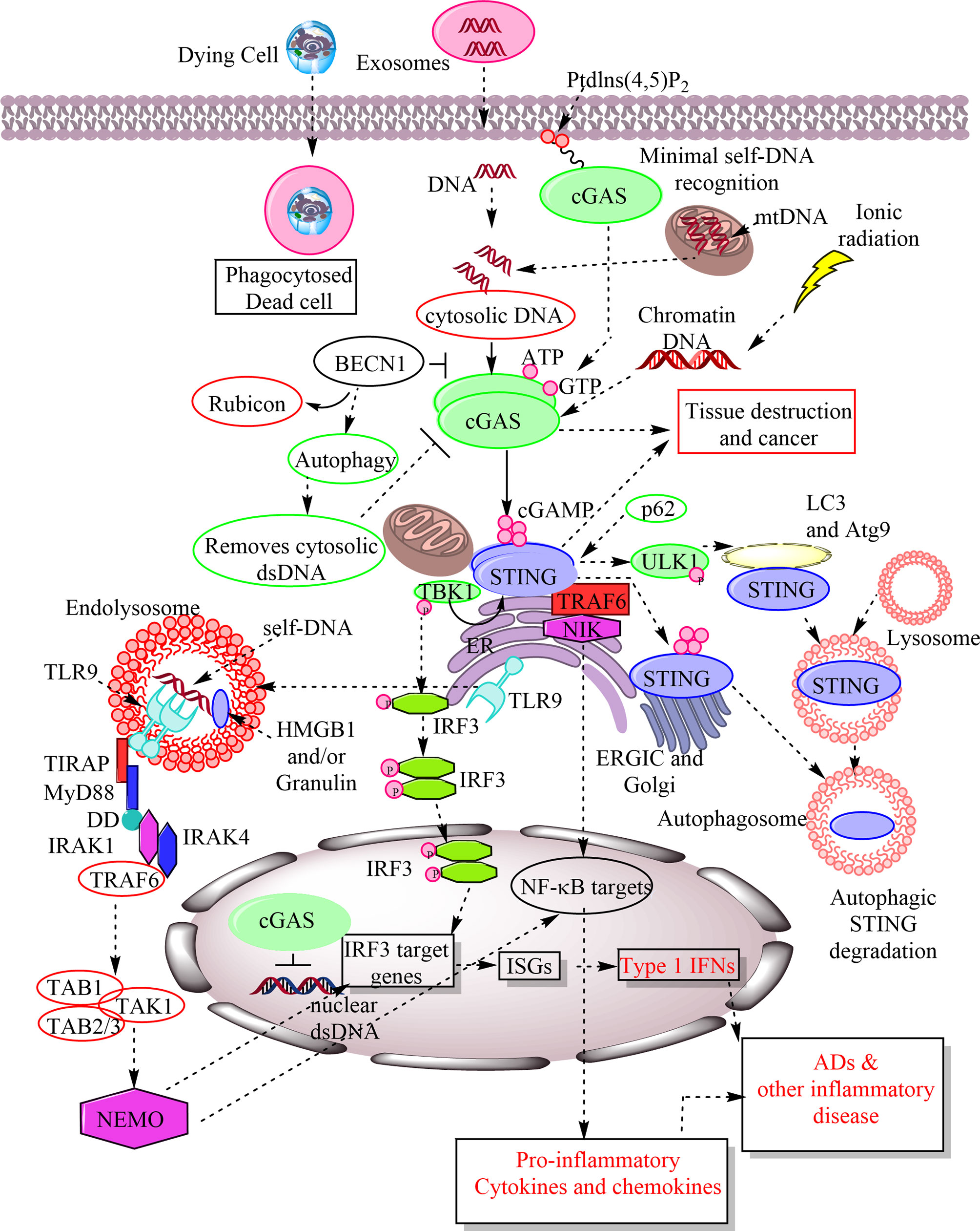 Frontiers The Trinity of cGAS, TLR9, and ALRs Guardians of the Cellular Galaxy Against Host-Derived Self-DNA