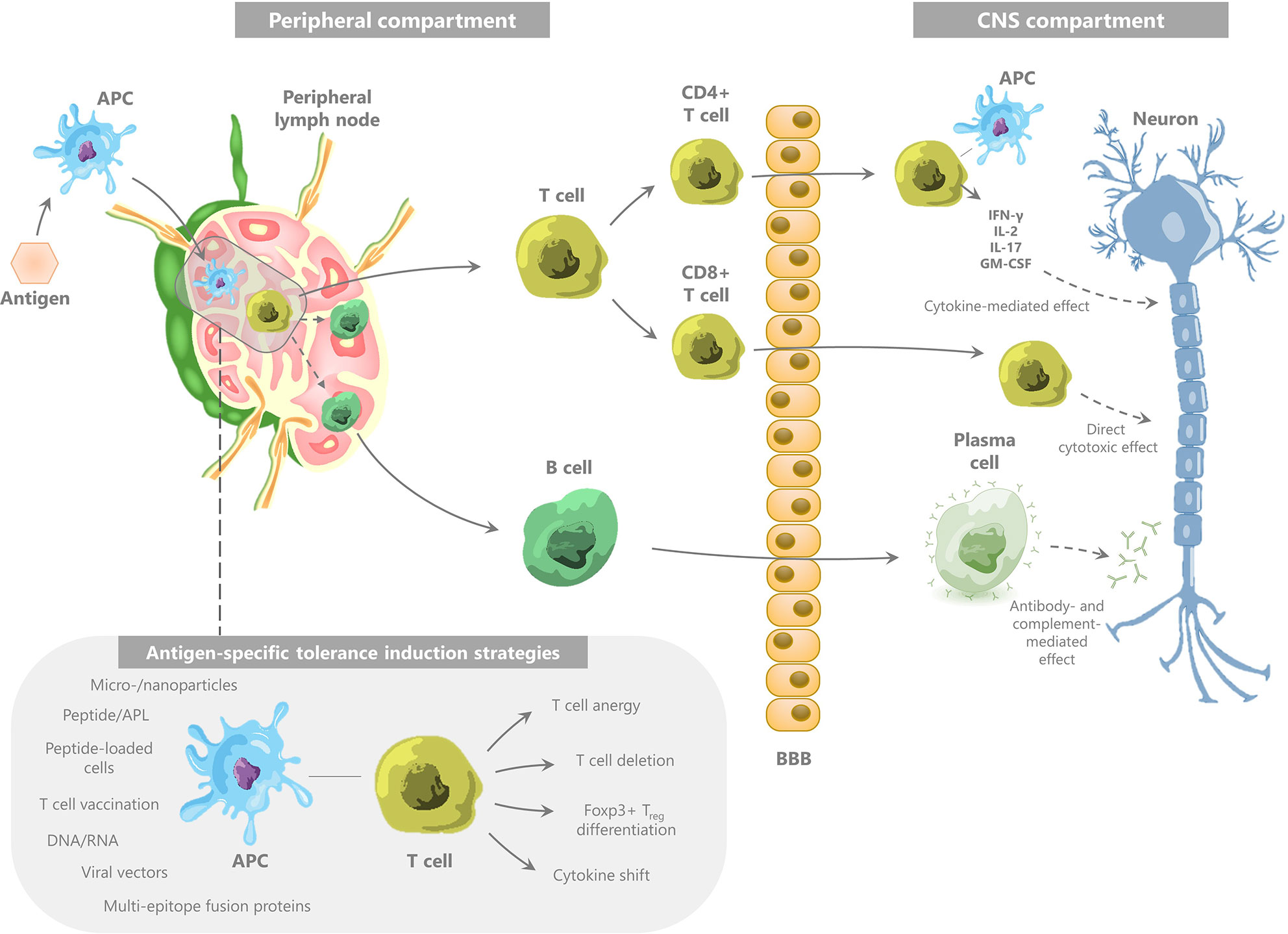 Frontiers  Therapeutic Advances in Multiple Sclerosis