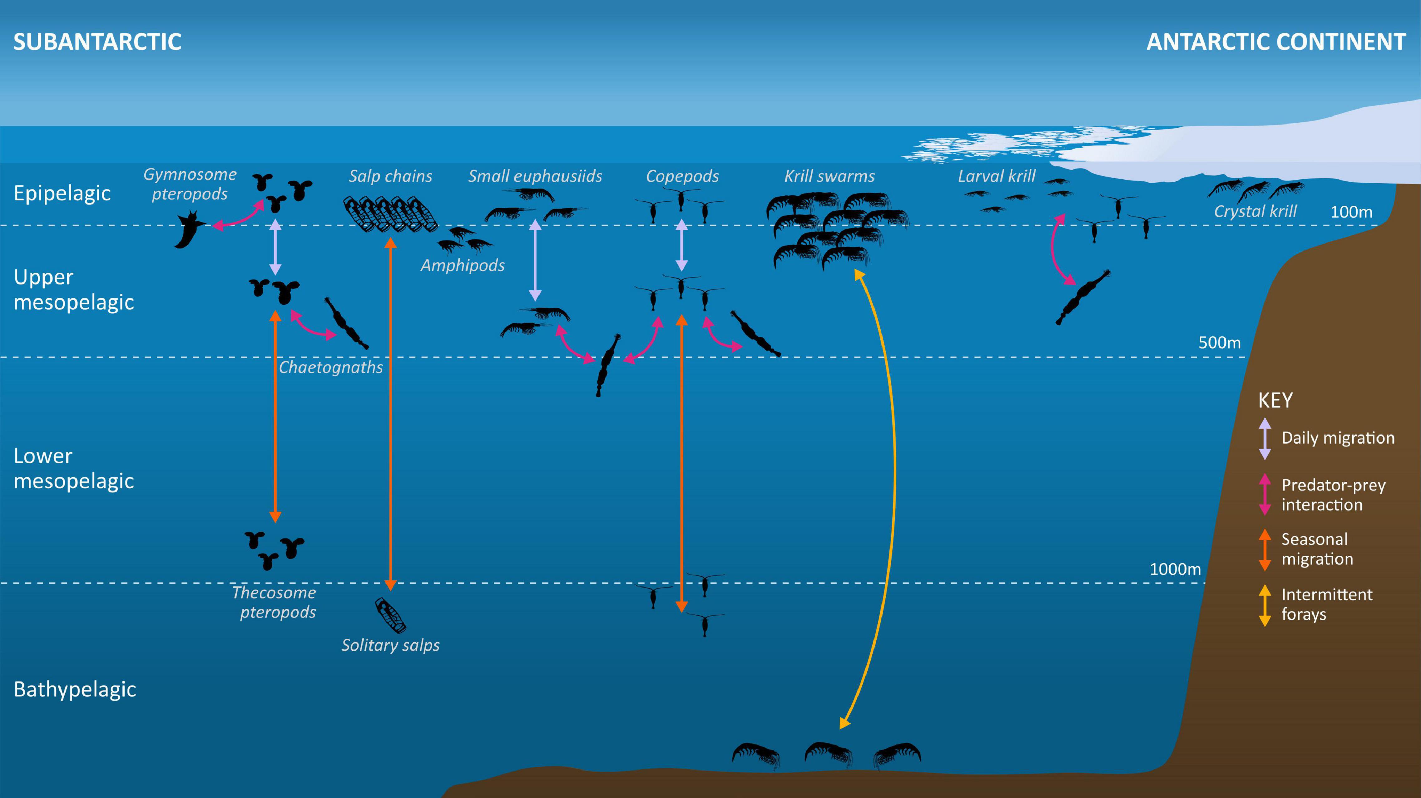 Dhugal Lindsay - Schmidt Ocean Institute