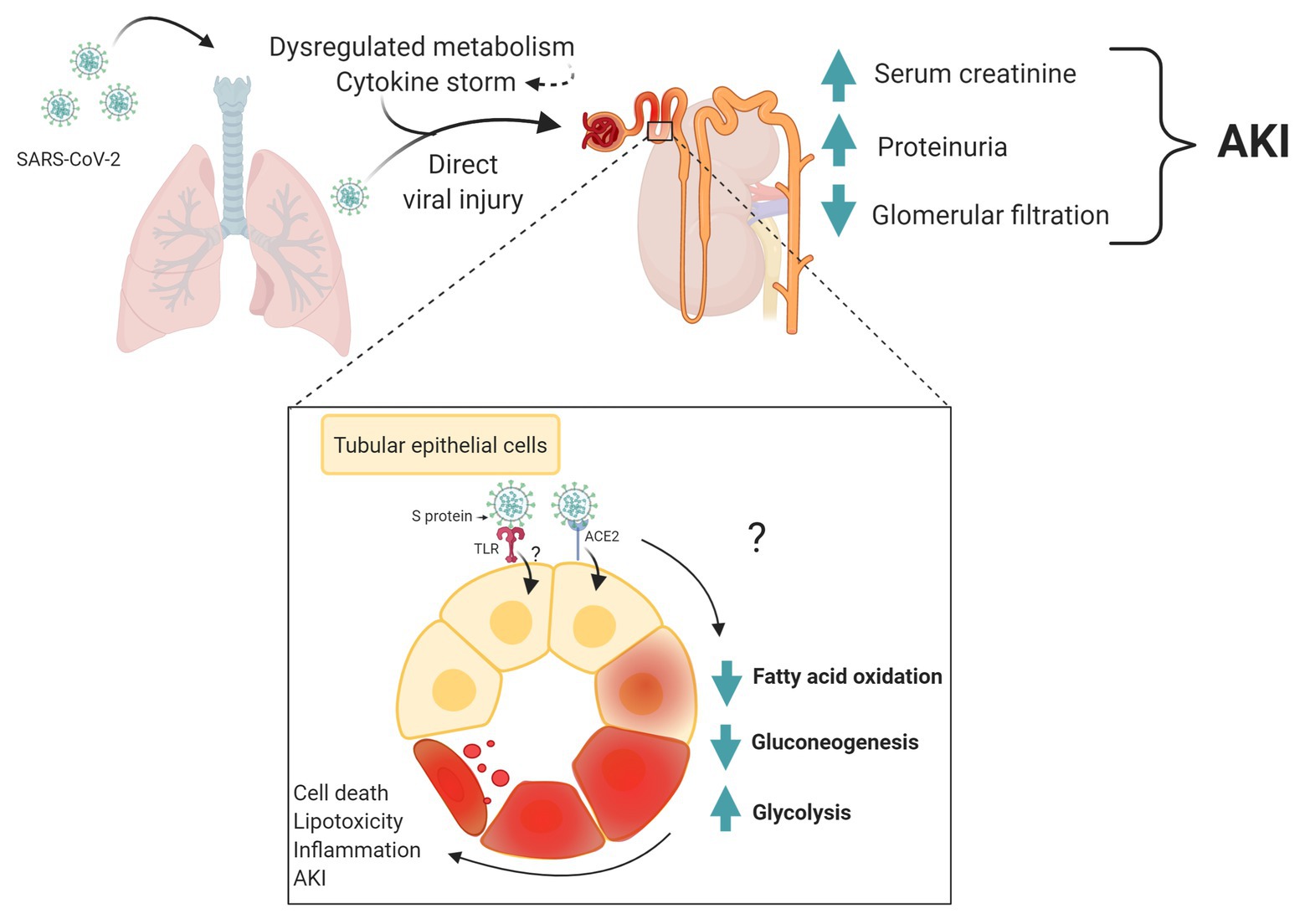 Introducing covid-19 as an evolutionary metabolic infectious disease  (EMID). The prime cause and representing alternative treatment for Covid-19  (SARS-cov-2)