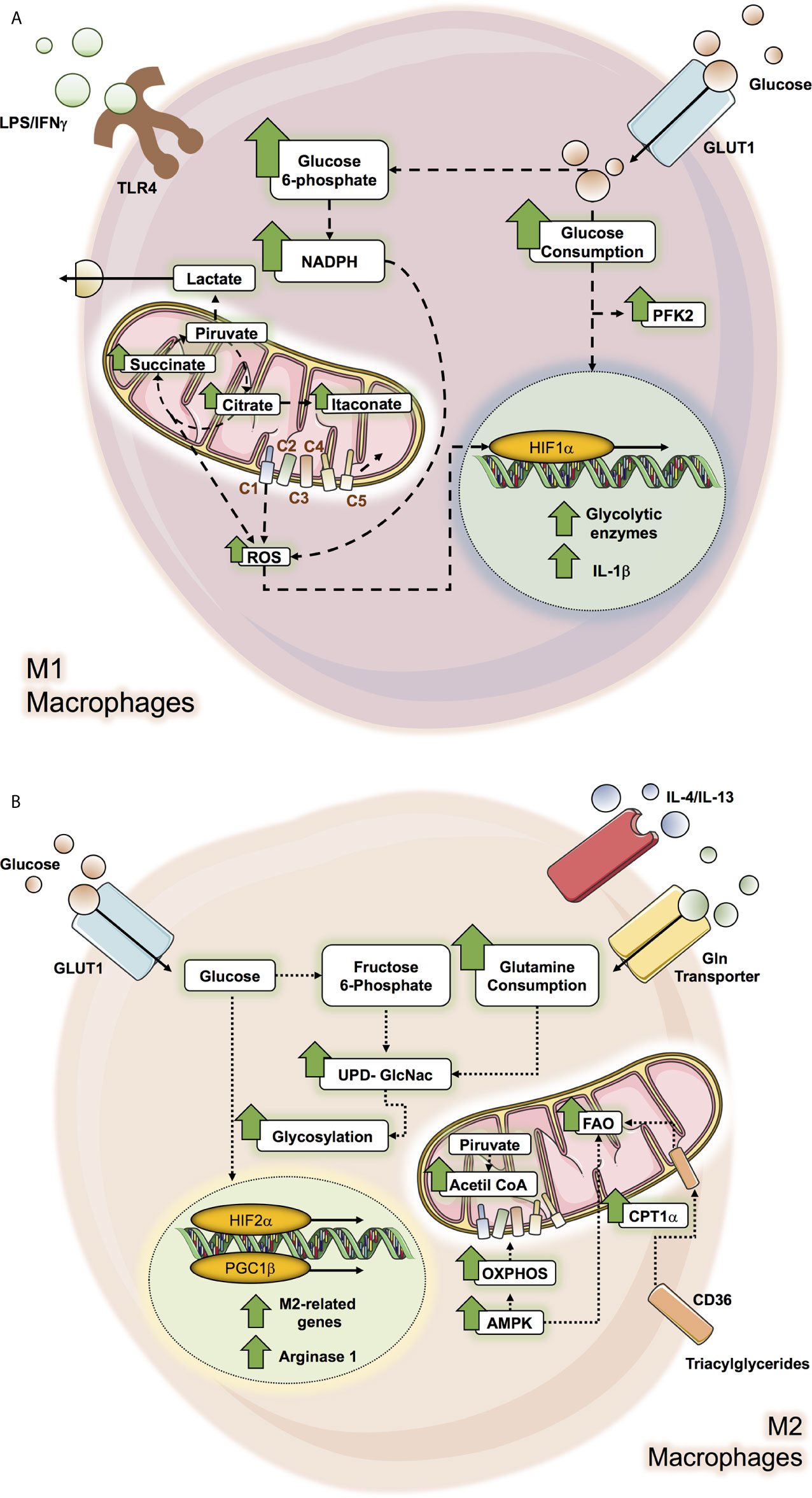 Transcription factor KLF4 regulated STAT1 to promote M1 polarization of  macrophages in rheumatoid arthritis