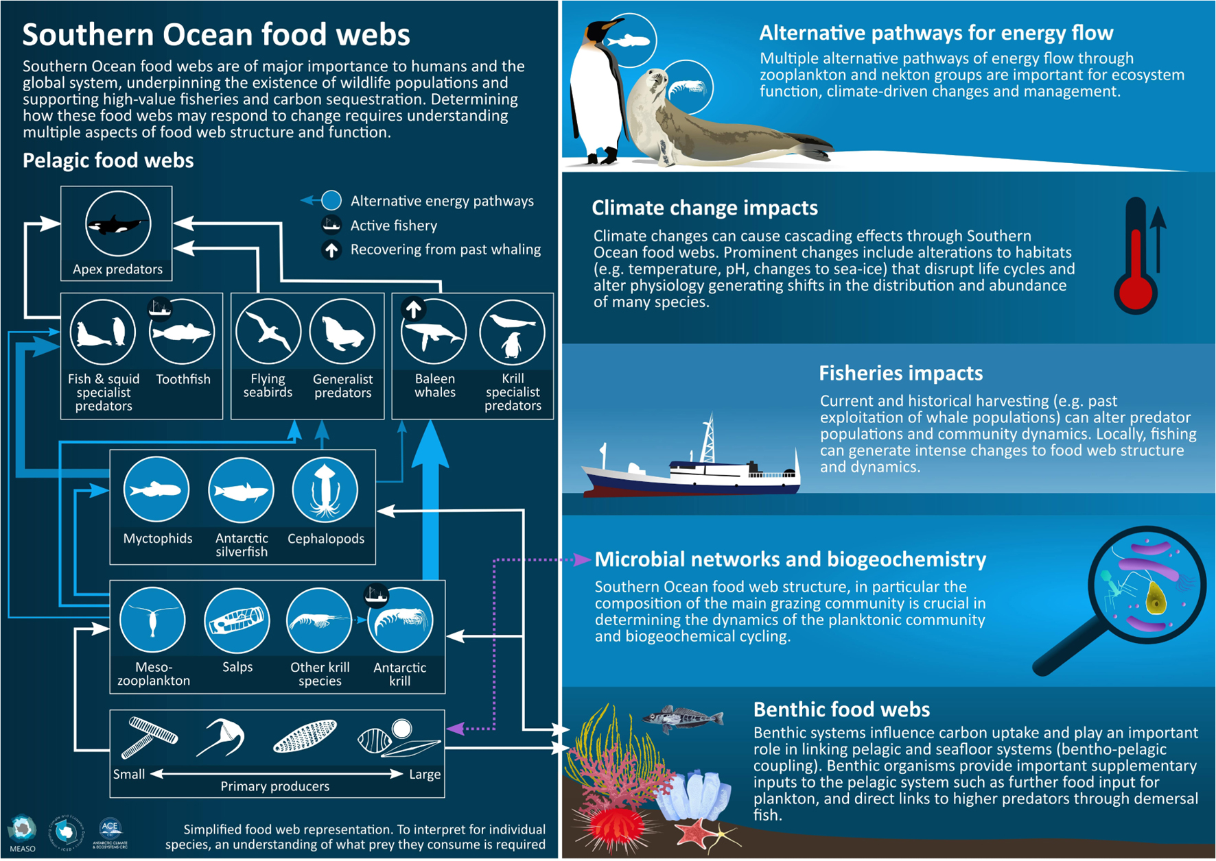Frontiers | Southern Ocean Food Web Modelling: Progress, Prognoses, and  Future Priorities for Research and Policy Makers