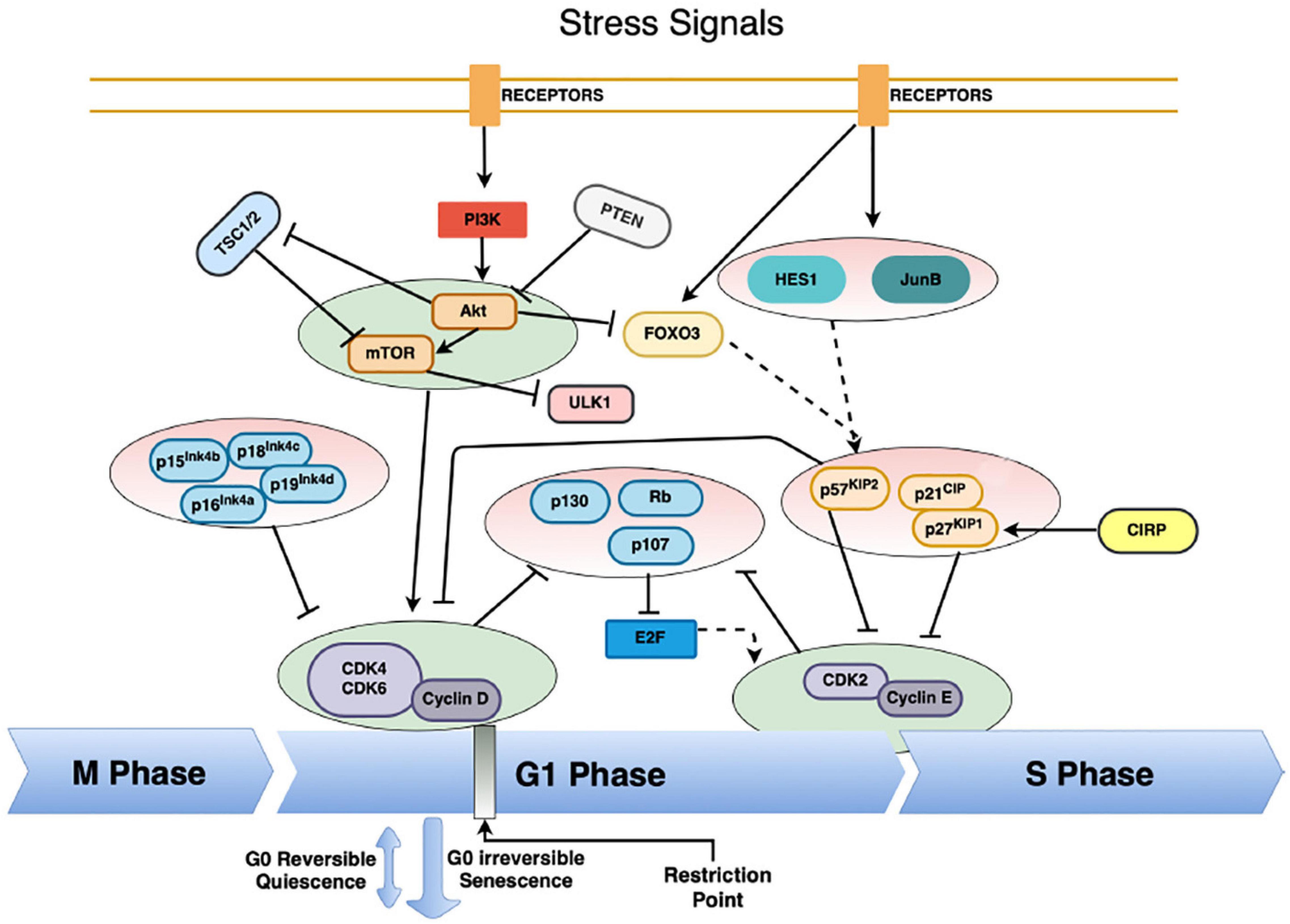 Frontiers | Unraveling the Big Sleep: Molecular Aspects of Stem Cell Dormancy and Hibernation Frontiers | Unraveling the Big Sleep: Molecular Aspects of Stem Cell Dormancy and Hibernation