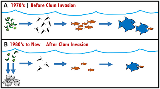 Figure 3 - Invasion by the overbite clam changed the food web in the San Francisco Estuary.