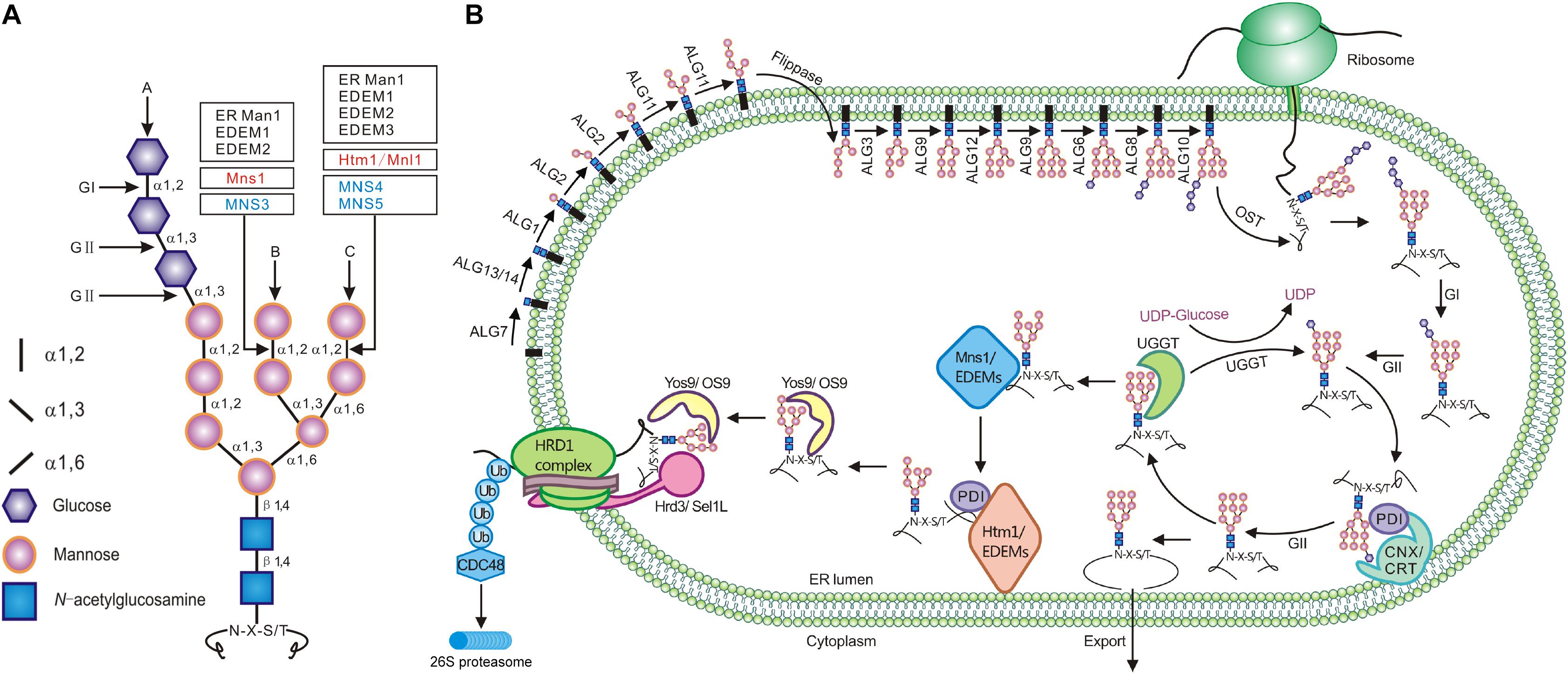 Frontiers The Crucial Role Of Demannosylating Asparagine Linked Glycans In Eradicating Misfolded Glycoproteins In The Endoplasmic Reticulum Plant Science
