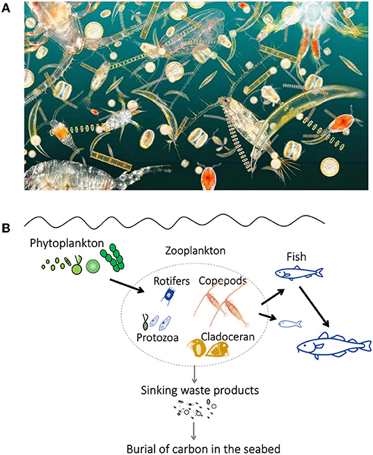 Figure 1 - (A) Phytoplankton and zooplankton seen under the microscope.