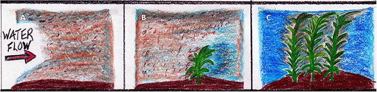 Figure 1 - Ecosystem engineering by aquatic plants.