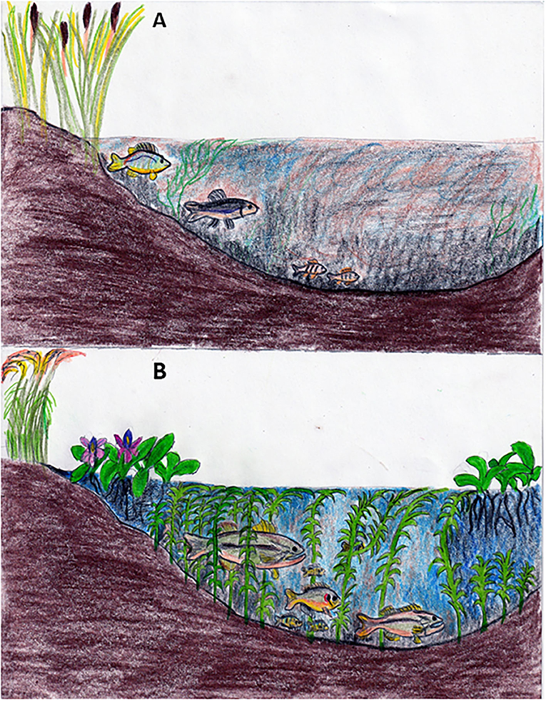 Figure 3 - (A) Historically, the shallow-water areas of the San Francisco Estuary were probably cloudy, with relatively few submerged and floating plants, and were inhabited by native fishes such as tule perch, Sacramento blackfish, and migrating baby salmon.