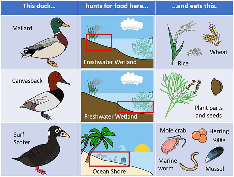 Figure 1 - Mallards, canvasbacks, and surf scoters prefer different habitats and different kinds of food.