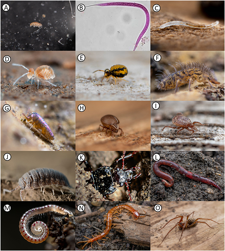 Figure 2 - Examples of soil invertebrates.