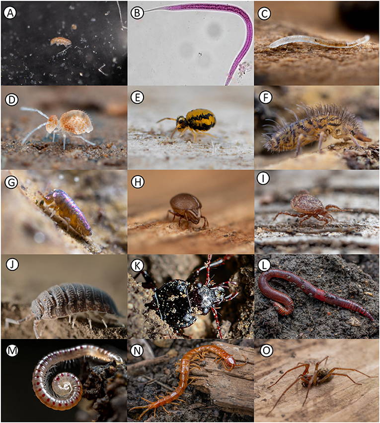 How Soil Invertebrates Deal With Microplastic Contamination · Frontiers
