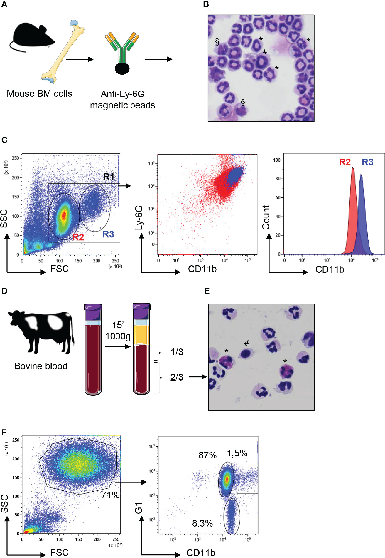 Neutrophils