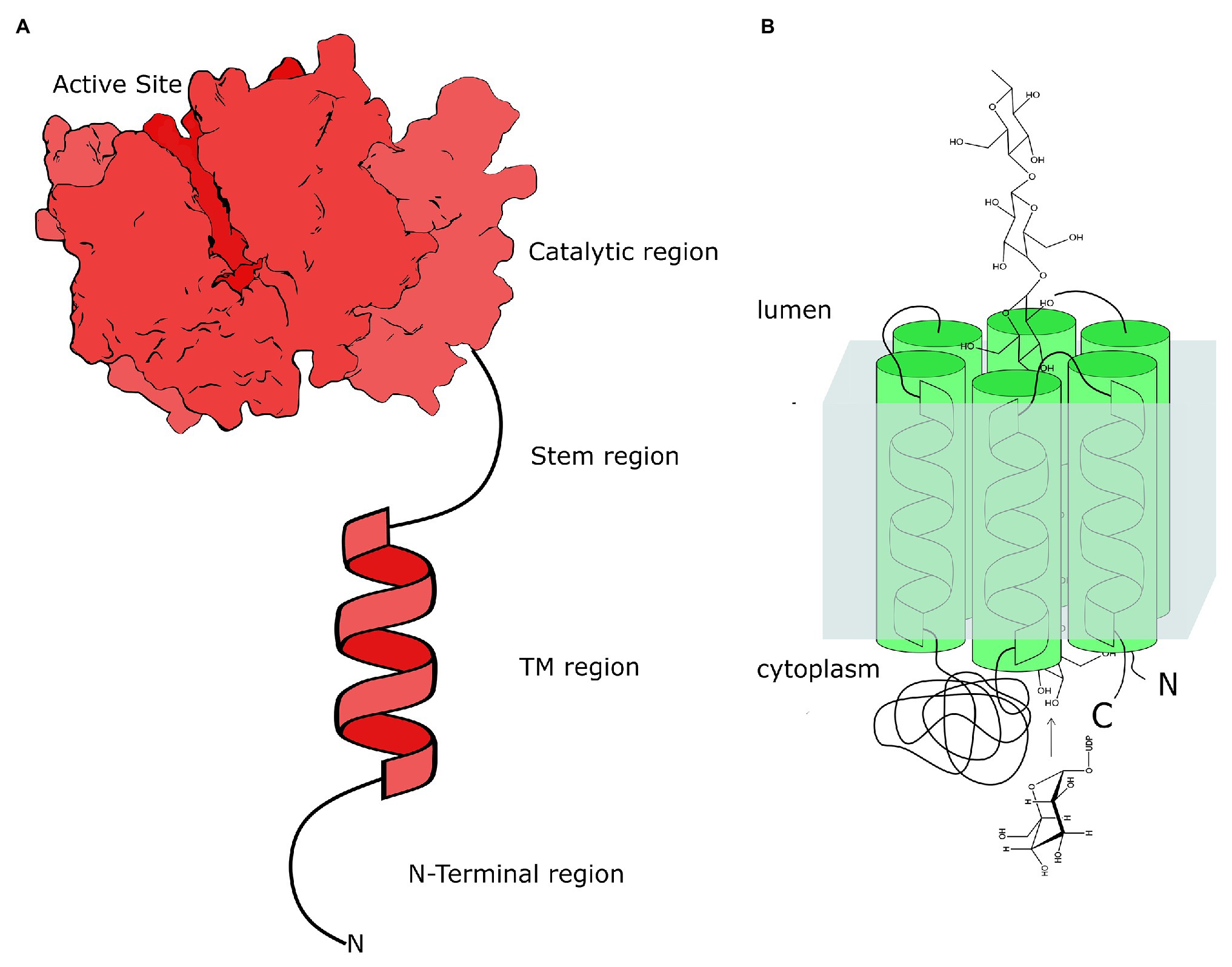 Frontiers | Polysaccharide Biosynthesis: Glycosyltransferases and Their Complexes Plant Science