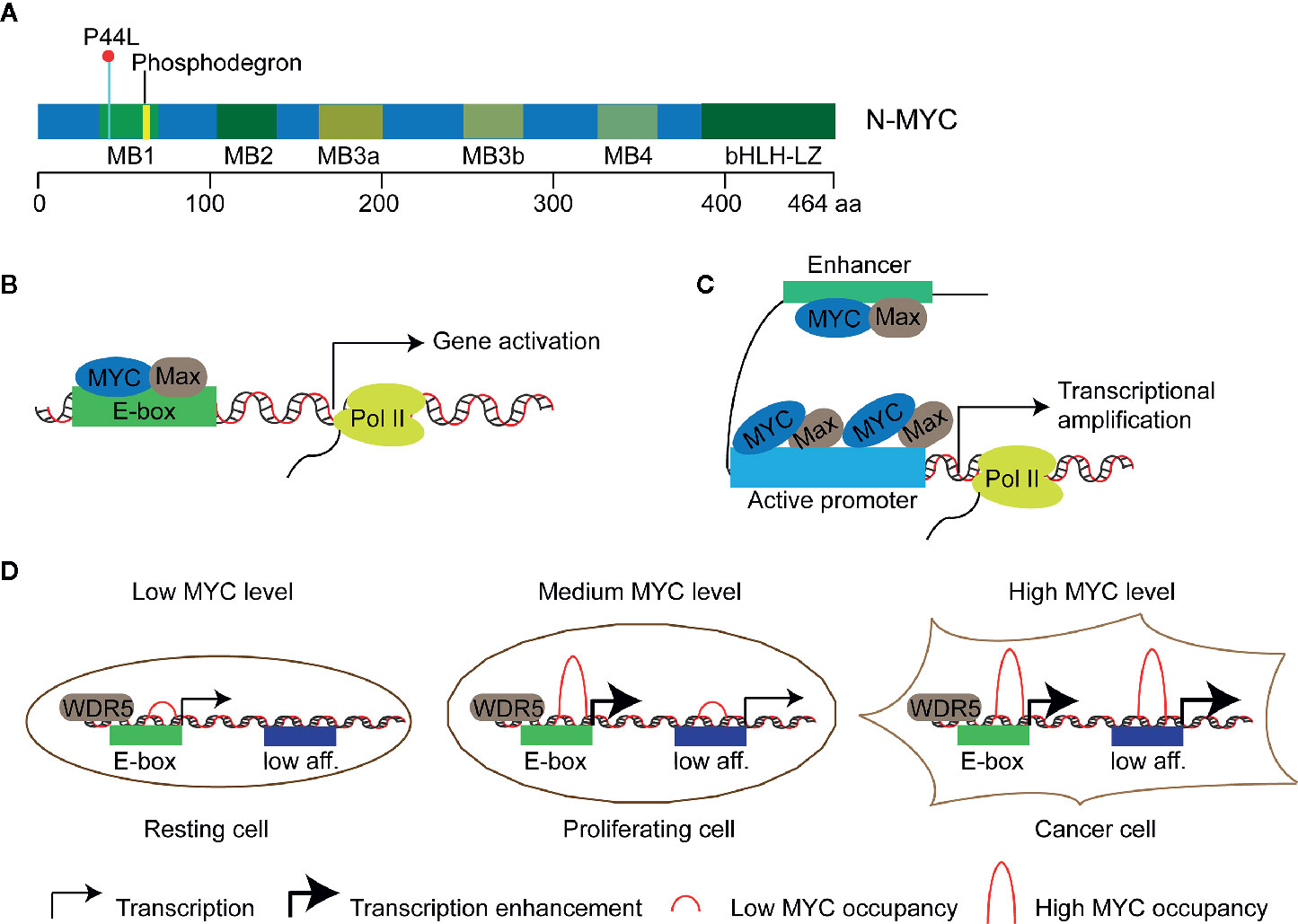 Frontiers Molecular Mechanisms Of Mycn Dysregulation In Cancers Oncology
